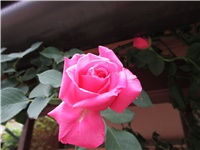 93c35bfb-Picture 645.jpg